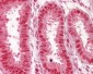 NUP50 Antibody (C-Terminus)